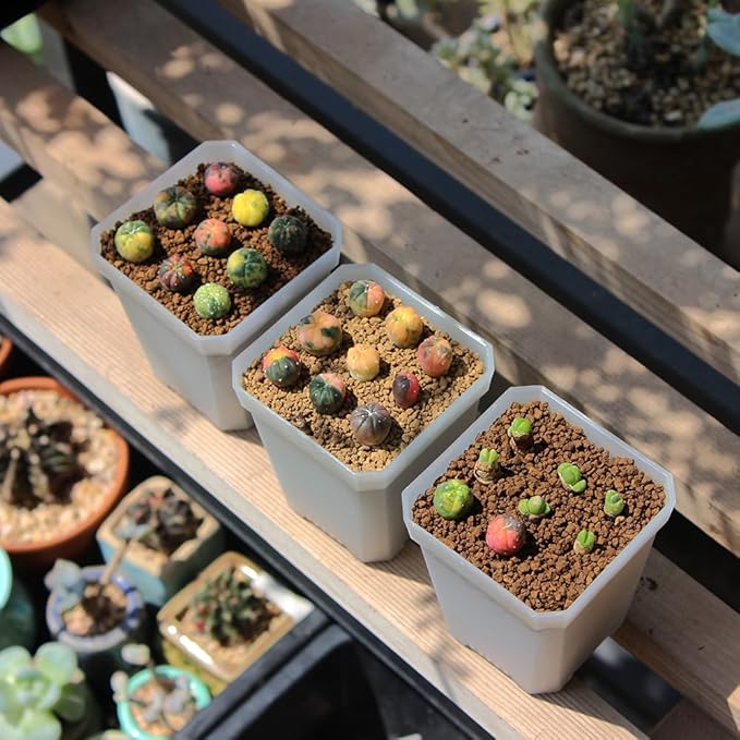 BangQiao 60 Pack Small 2.70 Inch Plastic Square Nursery Pot, Plant Starting and Transplant Planter Container with Drainage Hole for Seed Germination, Clear