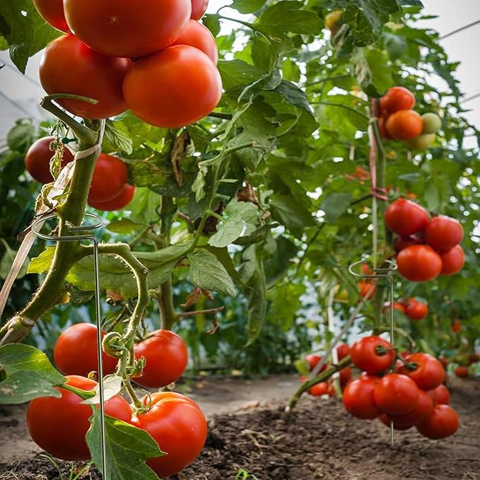 Joyhalo 12 Pack Plant Support Stakes 24 Inch, Plant Stakes, Flower Stakes with 24 Twist Ties, Garden Sticks for Plants Iris, Dahlia, Gladiolus, Amaryllis, Rose, Sunflower, Tomato, Sapling Etc