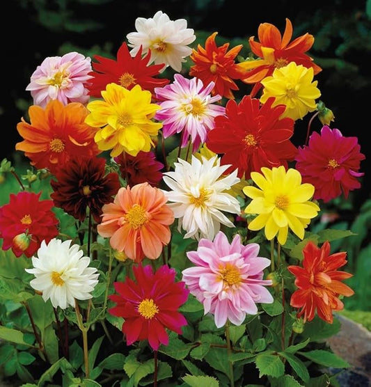 Dwarf Dahlia Rainbow Mix Tubers - Perennial, Showy Blooms, Mixed Dahlia Tubers for Planting | Large Blooms, Summer Flowers, Easy to Grow (6 Pack)