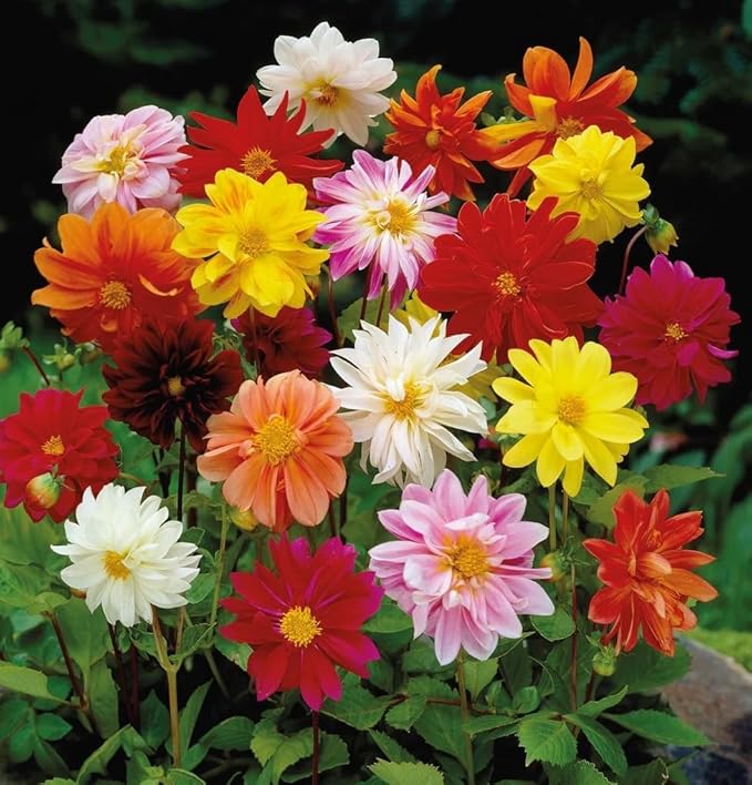 Dwarf Dahlia Rainbow Mix Tubers - Perennial, Showy Blooms, Mixed Dahlia Tubers for Planting | Large Blooms, Summer Flowers, Easy to Grow (9 Pack)
