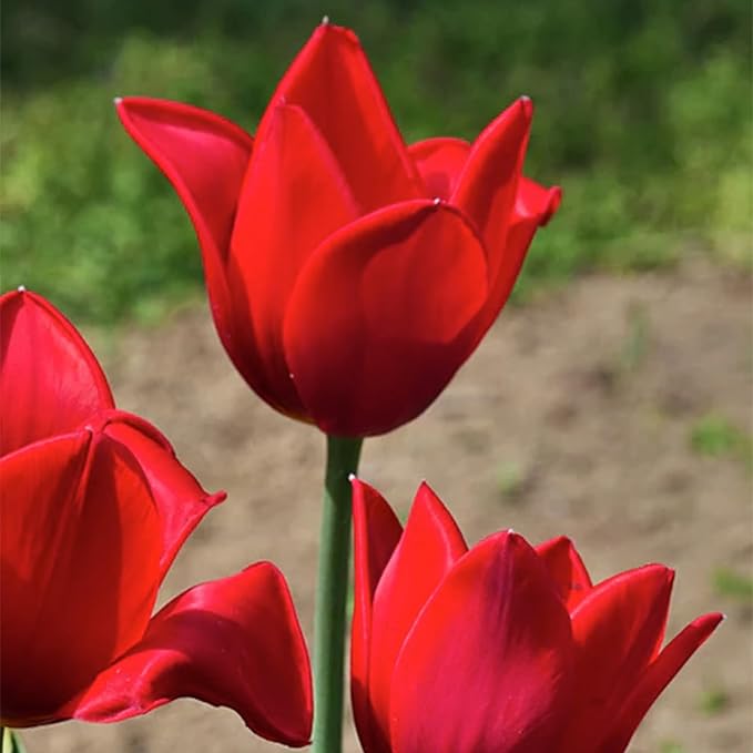 Kingsblood Single Late Tulip Bulbs (10-Pack)🌷Deep Red Tulips for Spring Gardens – Hardy Tulip Bulbs for Fall Planting