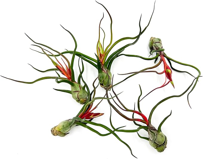 Air Plants - Flowering Tillandsia Bulbosa Guatemala, Large 3-5" - 5ct - Live Arrival Guaranteed - House Plants for Home Decor & Gift