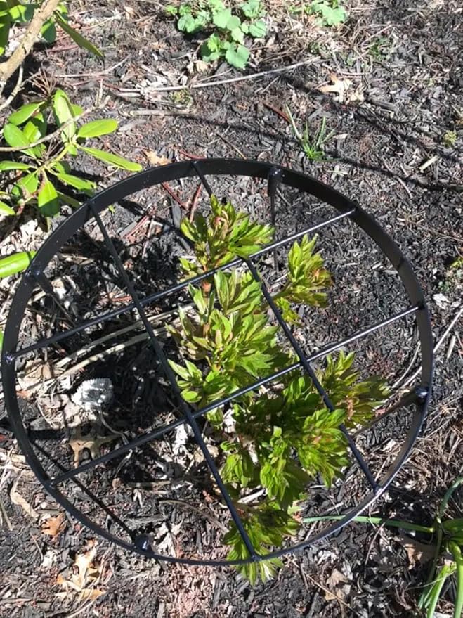 Large Peony Cages and Supports 18.9"x23.6" - Durable Round Garden Flower Rings | Tall Plant Support Stakes for Outdoor Peonies | Enhances Peony Planting Success with Secure Grounding