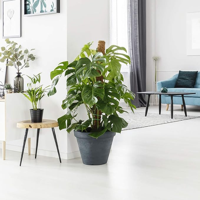 Augshy Moss Pole - 20 Inch Coir Totem for Monstera Climbing Indoor Creepers Plant Support Extension (2 Pieces, 12 Inch Each)