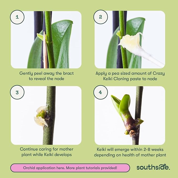 Keiki Cloning Paste by Southside Plants - Miracle Growth for Orchids & Houseplants - Generate New Life with Cytokinin, Hormones & Vitamins - 0.25oz x 3