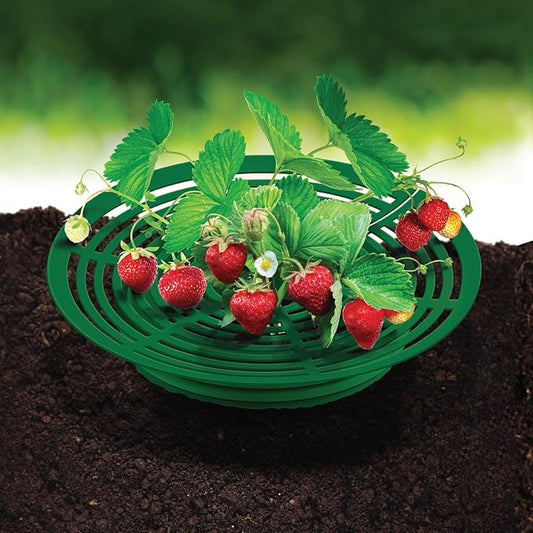 Strawberry Plant Support Frame, Round 12 inches, Perfect for Keeping Berries Off The Ground, Made in The USA - Pack of 4