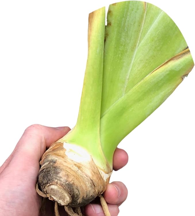 Easy to Grow Bearded Iris Eternal Bliss - 3 Plant Bulbs Rhizomes, White & Light Lavender Flowers in Spring to Fall, Full Sun Low Maintenance