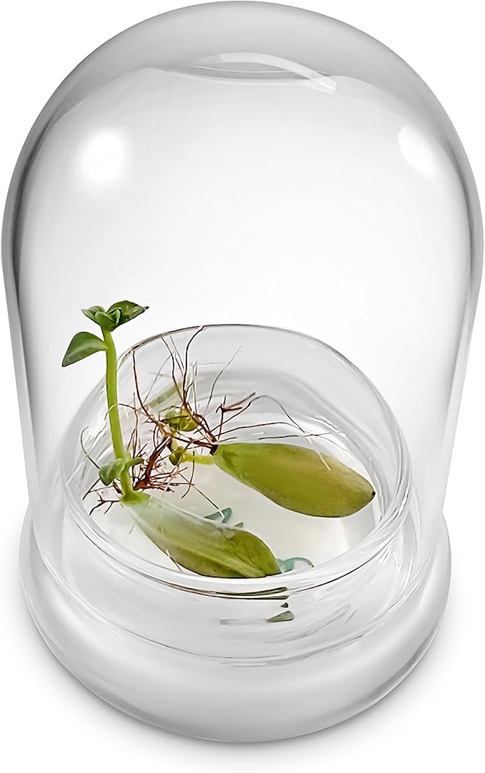 Bloomify Terra Gel Plant Propagation Seed Starter Tray with Glass Dome – Advanced Technology Gardening Supplies Plant Propagation Station for Succulents – Easy to Use Seed Starter Kit