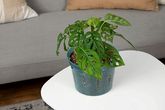 Monstera Imperial Houseplant Potting Soil Mix by rePotme - Standard Bag (8 Quarts)