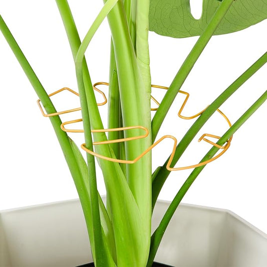 6PCS Iron Monstera Plant Support, Uniquely Designed Indoor Plant Accessories, Stable Plant Support Stakes for Indoor Plant, Turtle Shell Bamboo Clamp Set for Thriving Growth