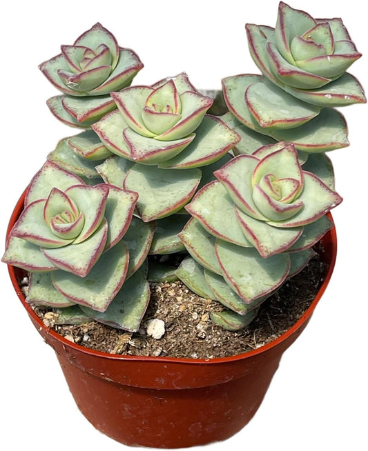 Live Succulent 4" Crassula Perforata Ivory Towers, Succulents Plants Live Fully Rooted House Plant for Home Office Decoration, DIY Projects by The Succulent Cult