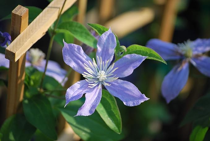 Perennial Farm Clematis 'Arabella' Hybrid – Live Flowering Vine in 4 Quart Container, Violet-Blue Bell-Shaped Blooms, Long Blooming, Non-Clinging Climber, Ideal for Trellises, Arches & Containers