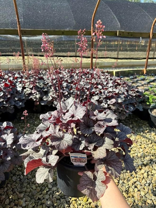Northern Exposure™ Silver Heuchera - Coral Bells - Gallon Pot