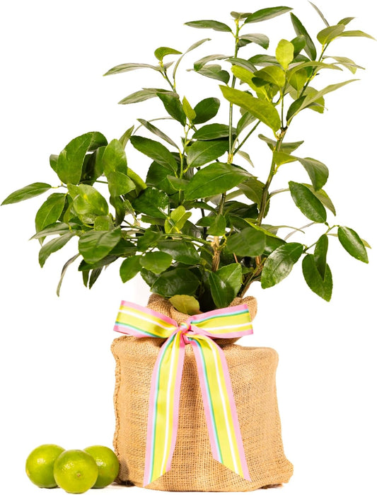 Birthday Persian Lime Tree Gift, Dwarf Citrus Tree, Easy to Grow, Indoor/Outdoor, Unique Birthday Gift for Home Gardeners, by The Magnolia Company, Can't Ship to CA, AL, AZ, LA, TX