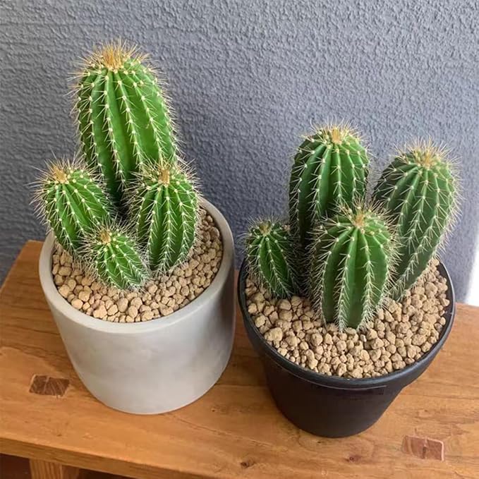 Succulent and Cactus Maifanitum Stones Garden Accessorie Rocks Pumice for Indoor Plants, Bonsai, Fairy Gardening, Vases Fillers, Terrarium, 10lb