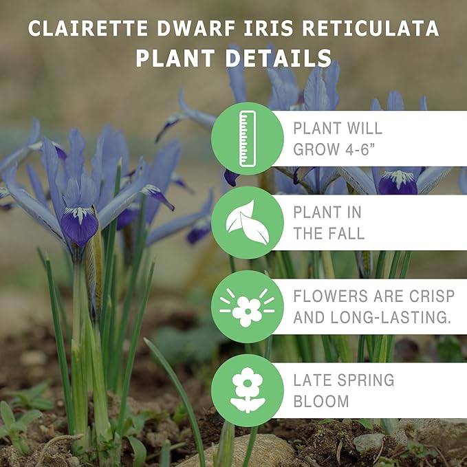 Clairette Dwarf Iris Bulbs (10-Pack) Early Blooming Sky-Blue Iris for Fall – Perfect for Borders, Rock Gardens & Containers