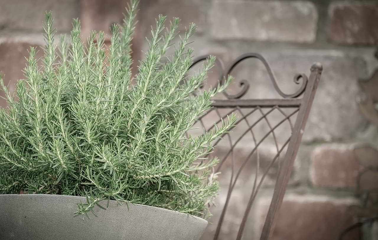 Greenwood Nursery: Live Perennial Plants - Creeping Rosemary + Rosmarinus Officinalis Prostratus - [Qty: 2X 3.5 Pots] - (Click for Other Available Plants/Quantities)
