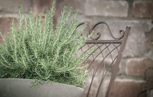 Greenwood Nursery: Live Perennial Plants - Creeping Rosemary + Rosmarinus Officinalis Prostratus - [Qty: 3X 3.5 Pots] - (Click for Other Available Plants/Quantities)