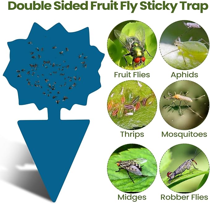 Qualirey 200 Sheets Fruit Fly Sticky Traps for Fruit Fly Gnat Trap for House Indoors Sticky Traps Catcher for Gnats Fungus Gnats Mosquito Catcher for Kitchen Outdoor Plants(Blue)
