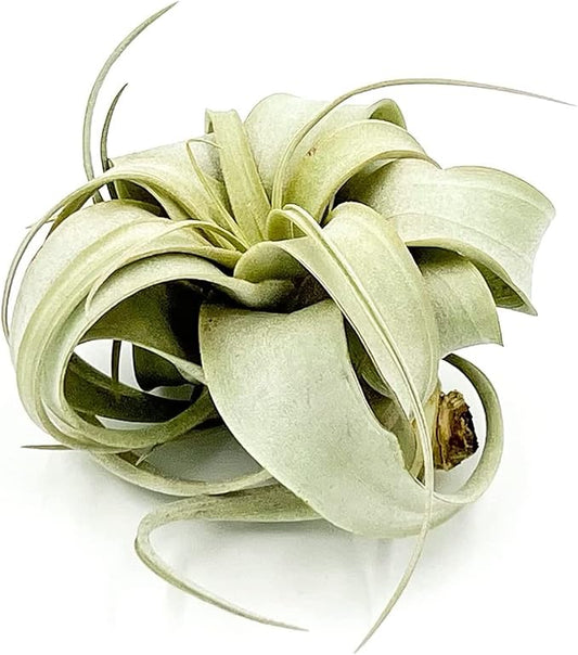 Air Plants - Tillandsia Xerographica, Small 2-3” - 1ct - Live Arrival Gauranteed - House Plants for Home Decor & Gift