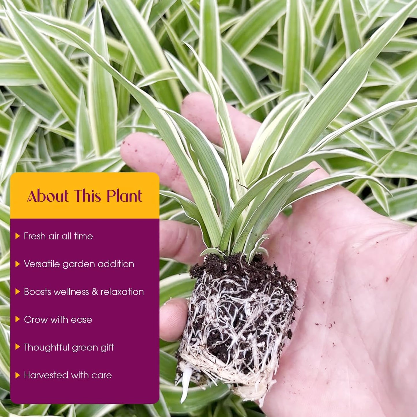 Spider Plant Variety Pack - 4 Spider Plants Live House Plants - Ocean, Hawaiian, Green, Bonnie Curly - Perfect for Home Garden & Office Decor - Ideal for Indoor Air Quality & Easy to Care