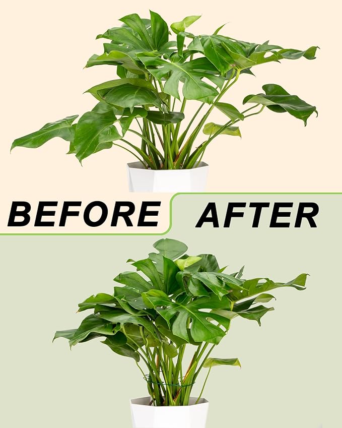 Monstera Plant Support 6-Pack - Durable Iron Clamps with Turtle Shell Design, Plant Supports for Indoor Plants & Climbing Vines, Healthy Growth & Leaf Stabilization