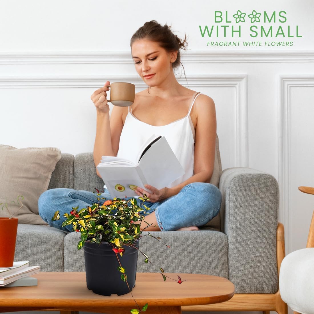 American Plant Exchange Summer Sunset Jasmine – 6-Inch with Pot – Live Fragrant Flowering Vine, Easy Care Plant for Home, Garden, Patio, or Balcony Decor