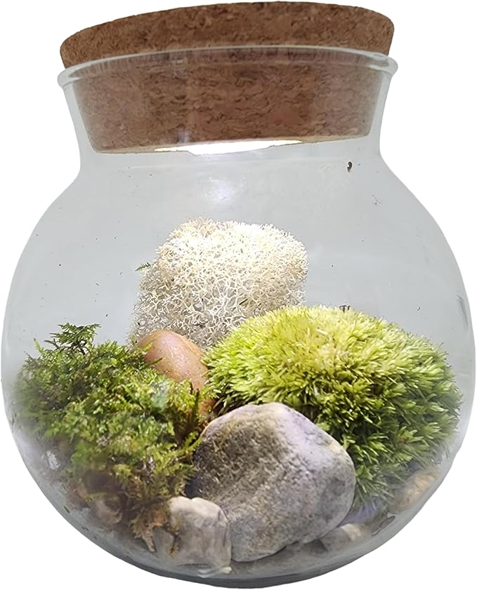 Create Your Serene Moss Sanctuary with The Unique Gardener Moss Bowl Terrarium Kit with LED Light - Complete Terrarium Supplies, Indoor Plants for Stress Relief & Air Purification!