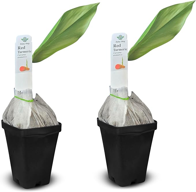 Live Red Turmeric Plants (Curcuma Longa) - Healthy Rhizome and Plant for Home Gardening & Medicinal Use (2 red Turmeric Cups)