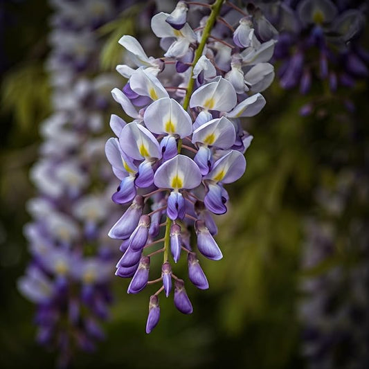 Wisteria- Plant Grow Kit | Wisteria Plant Grow Kit | Indoor/Outdoor Wisteria Starter Kit | Grow Your Own Wisteria | Educational | Great Gift Idea (Tin Planter)