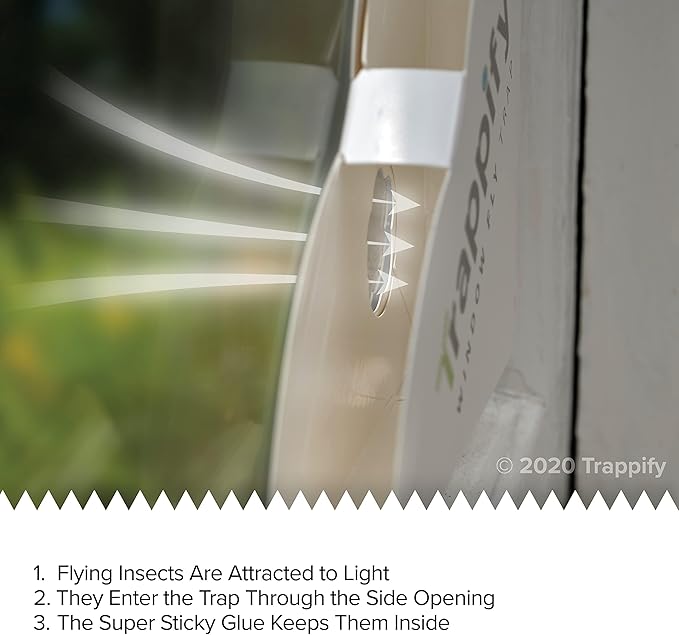 Trappify Fly Trap Indoor: Window Fly Traps for Home | Fruit Fly Traps for Indoors, Gnat Traps for House Indoor | Disposable Fly Trap with Sticky Adhesive Strips | Inside Bug Catchers (24 Pack)