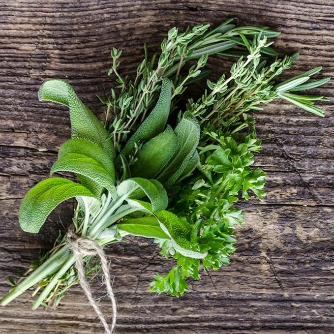 German Thyme Plants - Perfect for Indoor or Outdoor Gardening, High in Antioxidants, Fragrant and Flavorful Herb (4 ger Thyme Cups)