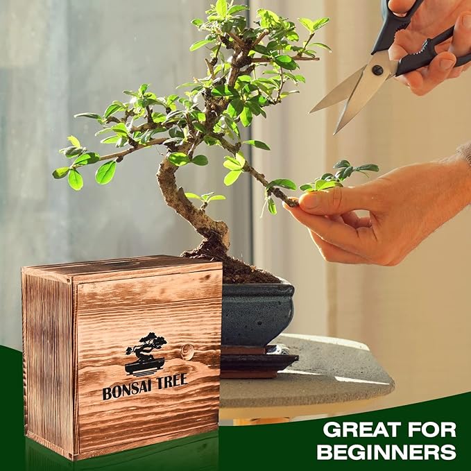 4 Bonsai Tree Seeds with Complete Growing Kit & Wooden Planter Box, Indoor Bonsai Tree Starter Kit, Great Potted Plants DIY Gift for Adults
