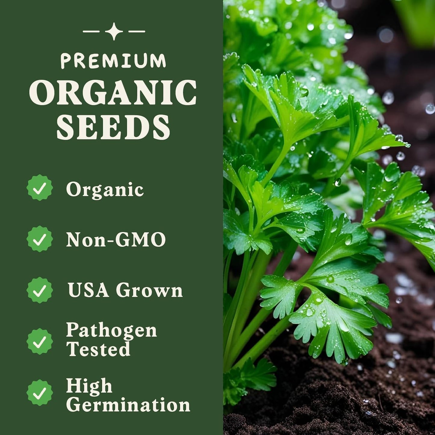 Seedboy Organic Parsley Seeds for Planting Indoor and Outdoor, Non-GMO and USDA Certified Herb Seed Packet for Hydroponic Garden Indoor or Planting Outdoors (Italian Parsley)