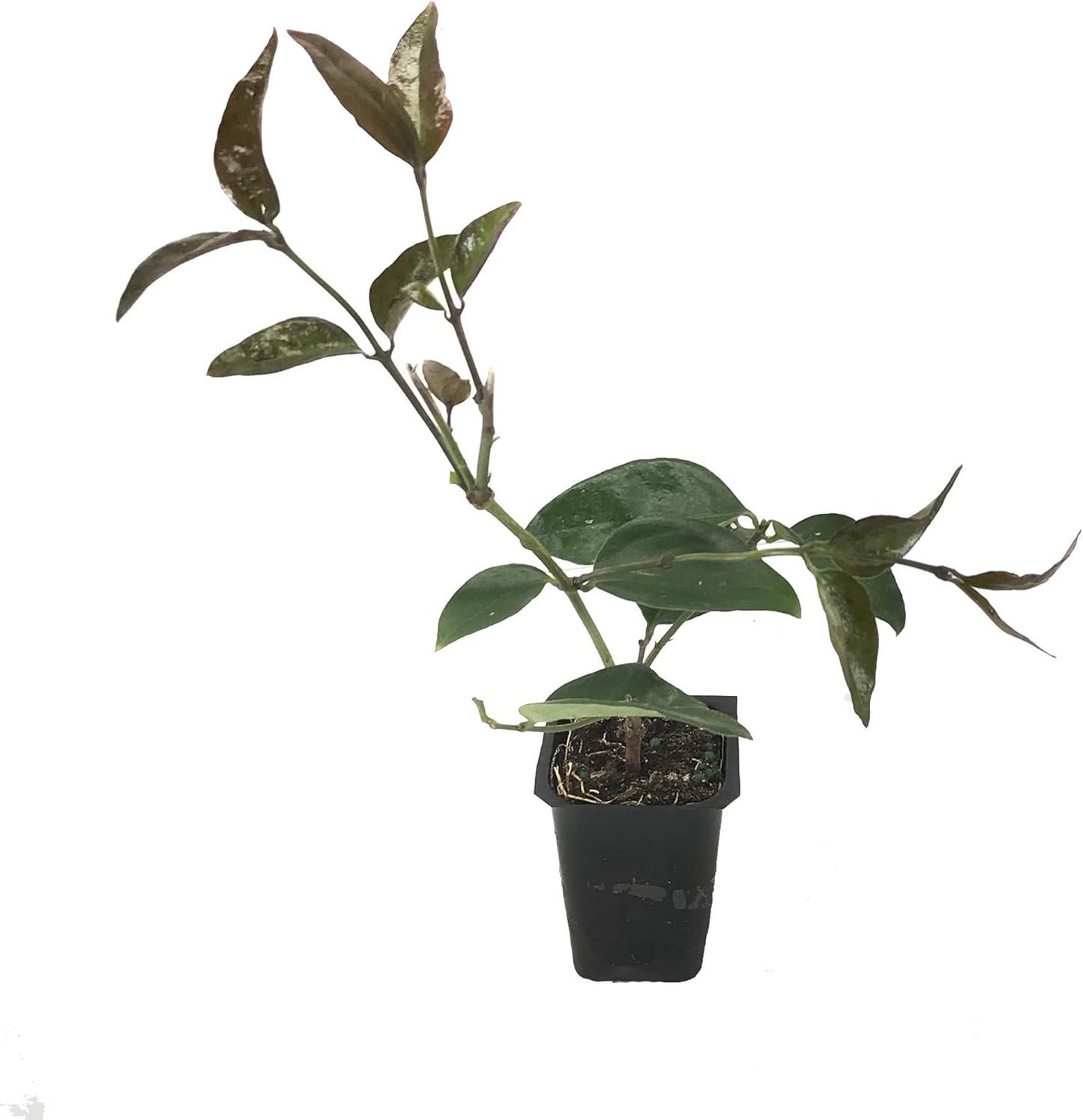 Star Jasmine - 40 Live Plants - Jasminum Nitidum - Fragrant Blooming Evergreen Vine