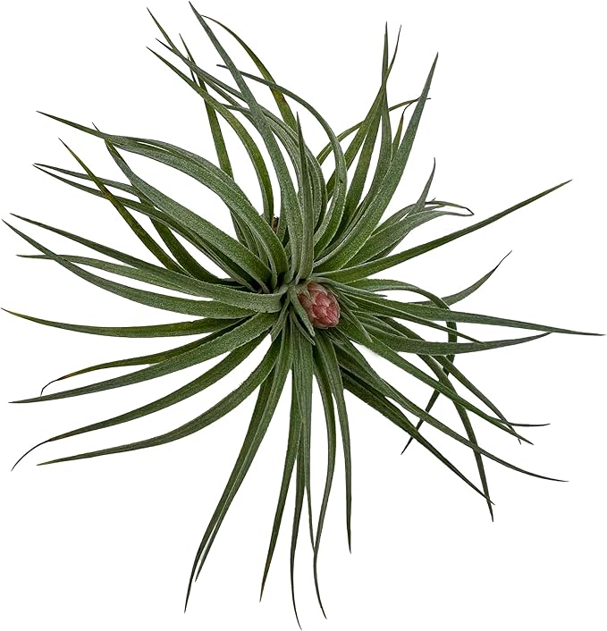 Air Plants - Venner Gift Box Large 4" - 7ct - Live Arrival Guaranteed - House Plants for Home Decor & Gift