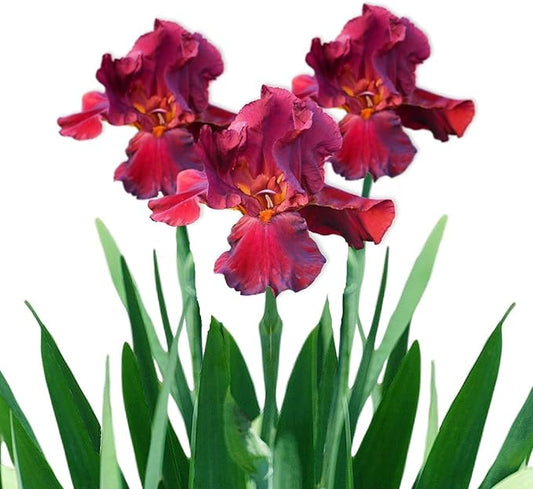 Easy to Grow Bearded Iris Bernice's Legacy - 9 Plant Bulbs Rhizomes, Crimson Purple Flowers in Spring to Fall, Full Sun Low Maintenance