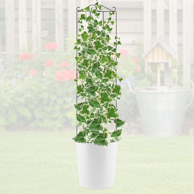 4 Pack 32'' Plant Trellis Indoor - Metal Trellis for Climbing Plants Indoor, Garden Trellis for Climbing Plants Outdoor Houseplants Flowers Vine Ivy, Rectangular Shape, Black