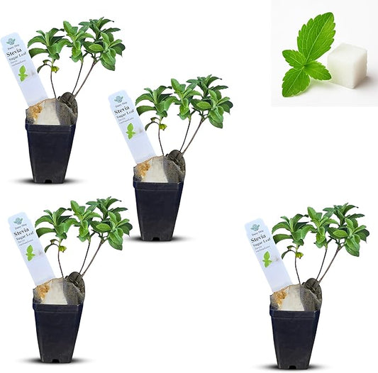 Live Stevia rebaudiana Plants, Sweet Leaf or Sugar Leaf, Natural Sugar Substitute Herb, Easy to Grow (4 stevia Cups)