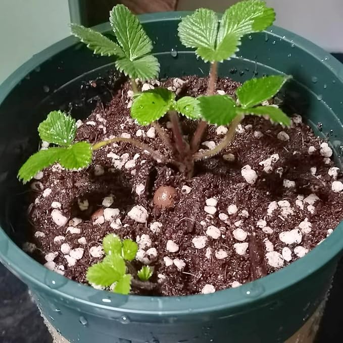 20 Quart Organic Perlite Horticultural Soil Amendment for Plants and Enhanced Drainage Enhanced Growth