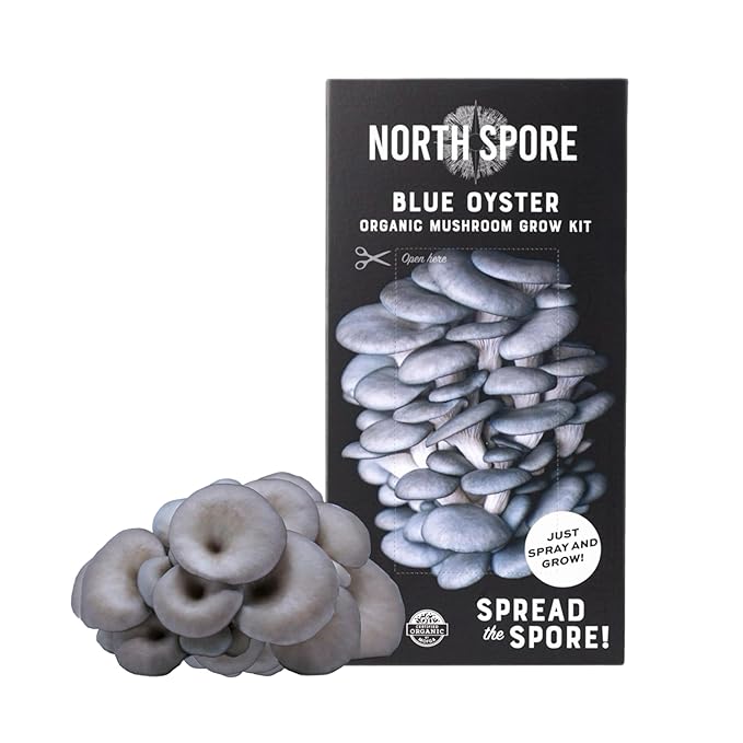 (3-Pack) North Spore Organic Blue, Pink, and Golden Oyster Mushroom Spray & Grow Kits (4 lbs each) | USDA-Certified Organic, Non-GMO, Beginner-Friendly & Easy to Use | Handmade in Maine, USA