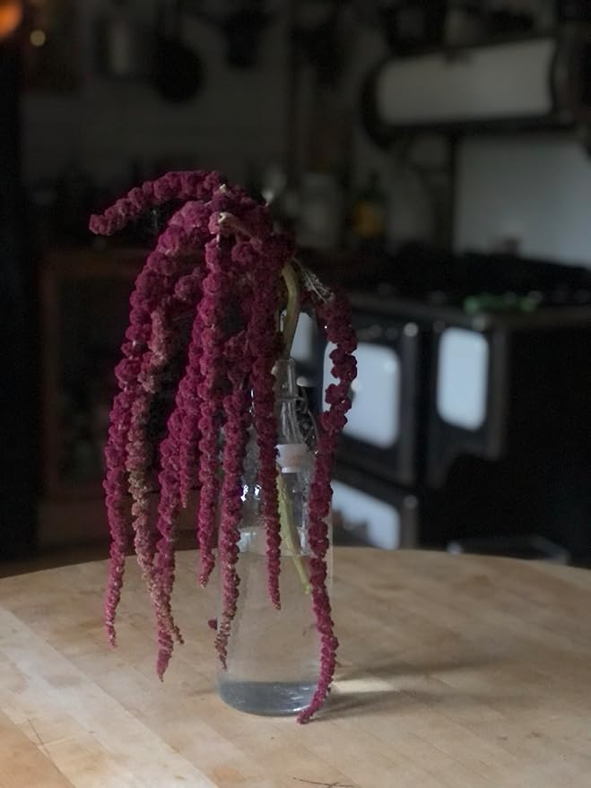 Organic Love Lies Bleeding Seeds (Amaranthus caudatus) 500 Seeds (0.5 Grams) - Foxtail Amaranth, Love-Lies Bleeding, Tassel Flowe, Velvet Flower, Gorgeous Unique Cut Flower by Smoke Camp Crafts