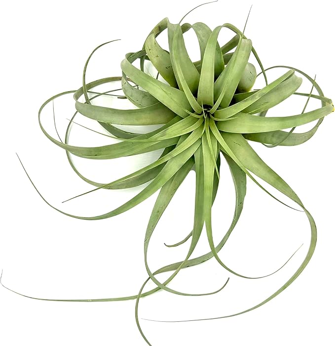 Air Plants - Tillandsia Xerographica, Giant 9-14” - 1ct - Live Arrival Gauranteed - House Plants for Home Decor & Gift