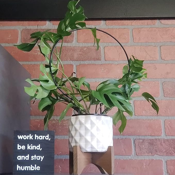 Acrux7 10 Pcs Circle Trellis for Climbing Plants Indoor Small Trellis for Potted Plants Plant Trellis for Hoya Vines Topiary Frames