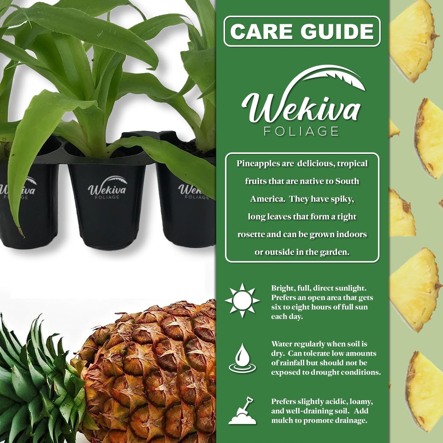 Pineapple Plant Variety Pack - 4 Live Starter Plants - Ananas Comosus - Grower's Choice - Edible and Fruit Bearing for Patio and Garden