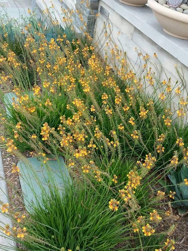 Bulbine Frutescens Hallmark Orange - 3 Live Plants - Butterfly Attracting Flowering Groundcover