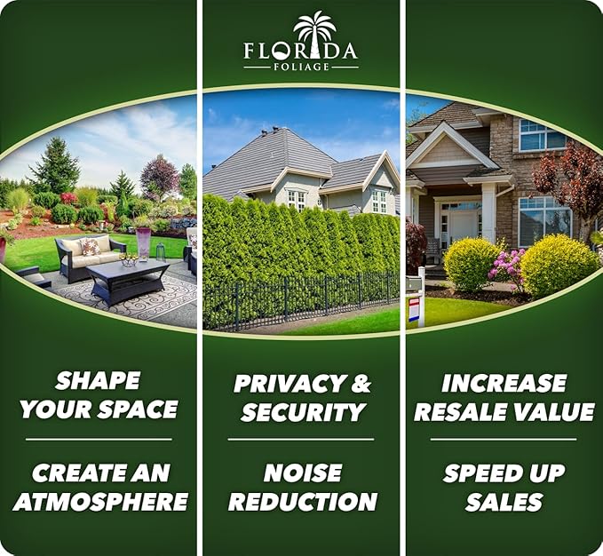 Bulbine Frutescens Hallmark Orange - 3 Live Plants - Butterfly Attracting Flowering Groundcover