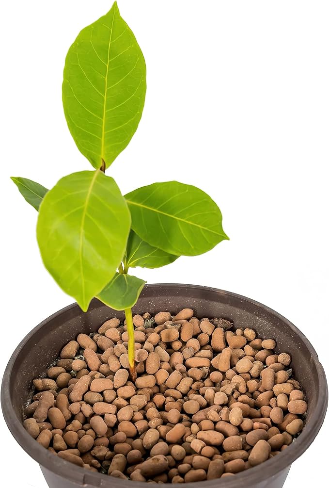 Expanded Clay Pebbles for Plants – 4mm-16mm LECA Balls | 100% Natural Hydroton Clay for Drainage, Hydroponics, Aquaponics, Terrariums, Orchids & Indoor Plant Growing Medium - 3 Quarts