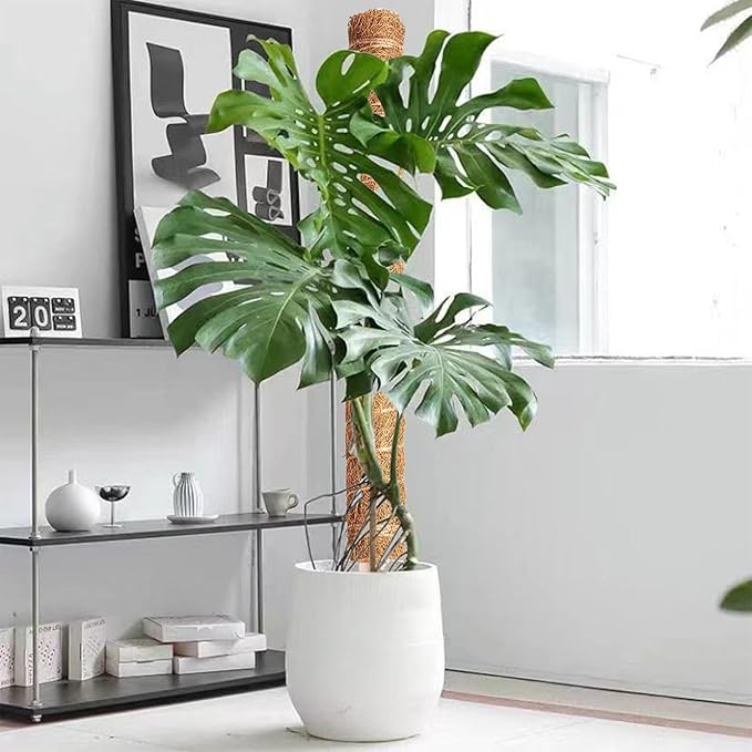 Moss Pole - 2 Pack: 17 Inch Coir Plant Support - Stackable - For Climbing Plants