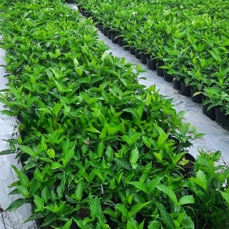 2 Carolina Jasmine Plants Live, Climbing Jasmine Indoor Outdoor Live, Fragrant, 5-9" in Tall, No Pot, Hardy and Fast-Growing